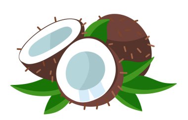 Hindistan cevizi. Hindistan cevizi çizimi beyaz arkaplanda izole edildi. Tropik meyve.