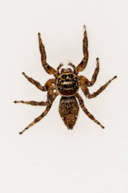 Evarcha jucunda örümceği. Salticidae familyası. Örümcek beyaz bir arkaplanda izole edilmiş