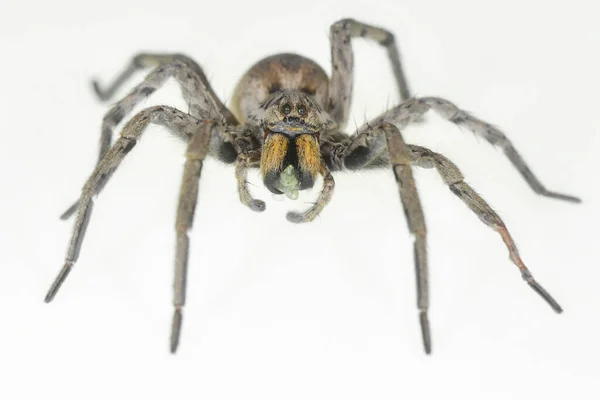 Hogna Radiata Pók Lycosidae Család Spider Elszigetelt Fehér Alapon — Stock Fotó