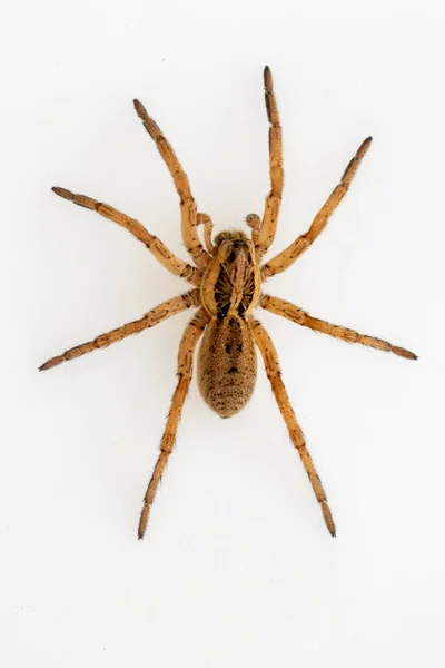 Hogna Ferox蜘蛛 Lycosidae家族被白色背景隔离的蜘蛛 — 图库照片