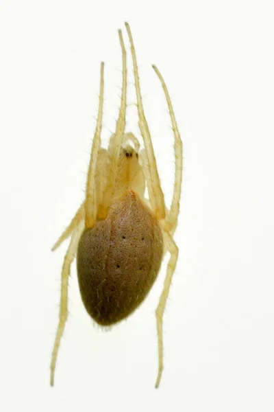 Larinia Lineata Spindel Familjen Araneidae Spindel Isolerad Vit Bakgrund — Stockfoto