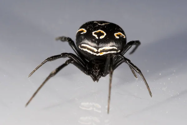 Latrodectus Tredecimguttatus Araneidae Aranha Isolada Sobre Fundo Branco — Fotografia de Stock