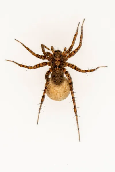 Αράχνη Lyccosidae Pardosa Οικογένεια Λυκόσινταε Αράχνη Απομονωμένη Λευκό Φόντο — Φωτογραφία Αρχείου