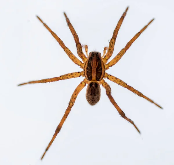 Lycosa Fasciiventris Famille Des Lycosidae Araignée Isolée Sur Fond Blanc — Photo