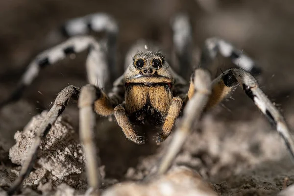 Lycosa Fasciiventris Lycosidae Familie Spider Geïsoleerd Een Natuurlijke Achtergrond — Stockfoto