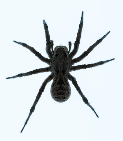 ホグナ ラジータ 家族Lycosidae 白い背景に隔離されたクモ — ストック写真