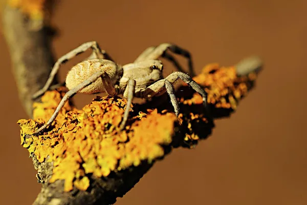 Lycosa Hispanica Familie Lycosidae Wolf Spin Geïsoleerd Een Natuurlijke Achtergrond — Stockfoto