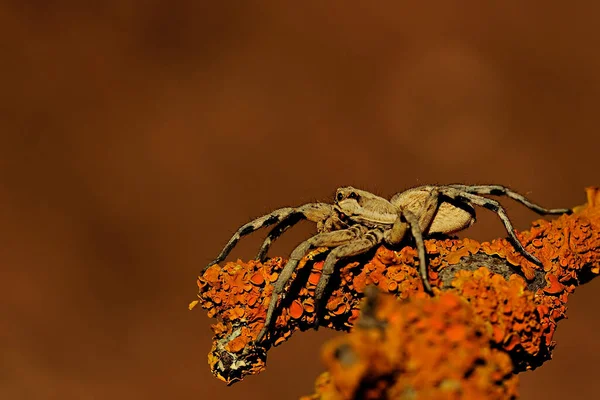 ライコサ イスパニカ 家族Lycosidae 自然の背景に隔離されたオオカミのクモ — ストック写真