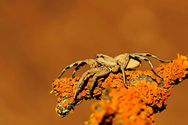 Lycosa Hispanica Família Lycosidae Aranha Lobo Isolado Fundo Natural — Fotografia de Stock