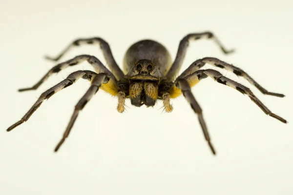 Lycosa Hispanica Lycosidae Család Farkas Pók Elszigetelt Természetes Háttér — Stock Fotó