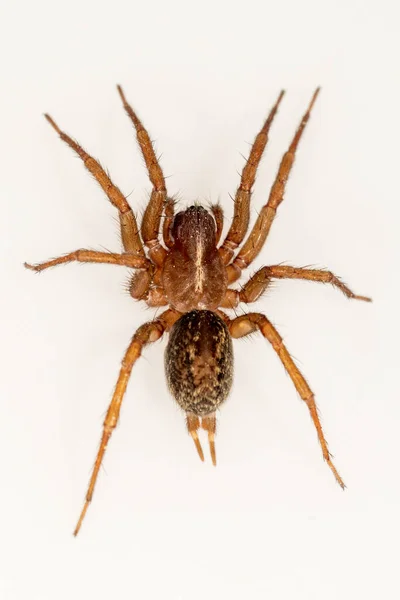 Famille Des Lycosidae Araignée Isolée Sur Fond Blanc — Photo