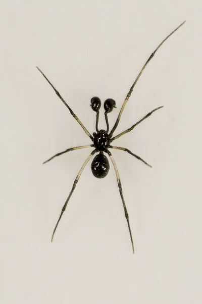 Neottiura Οικογένεια Theridiidae Αράχνη Απομονωμένη Λευκό Φόντο — Φωτογραφία Αρχείου