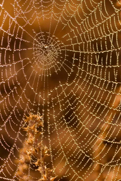 Spider Web Cobweb Structure Built Spider — Stock Photo, Image