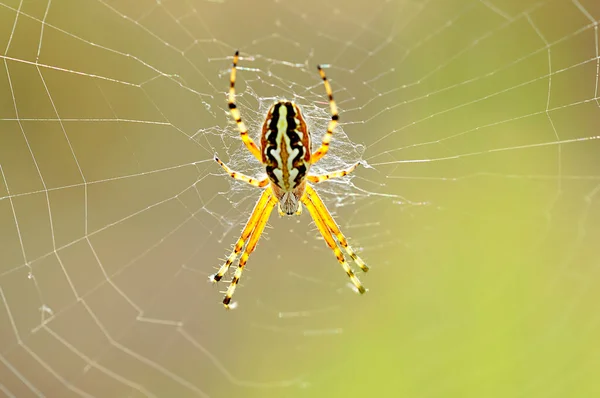 Araignée Sur Fond Naturel Aculepeira Armida Araignée Tisserande — Photo