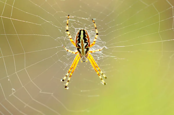 Araña Sobre Fondo Natural Aculepeira Armida Araña Tejedora —  Fotos de Stock