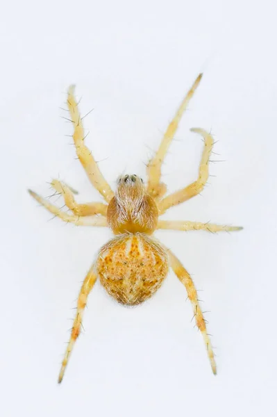 Spinne Auf Natürlichem Hintergrund Araneidae Weberspinne Makro Nahaufnahme — Stockfoto