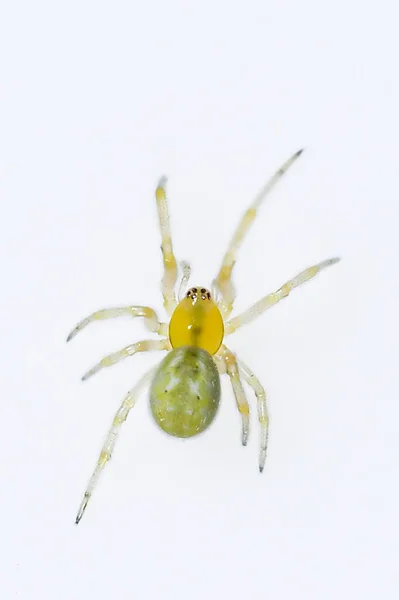 Αρανιέλα Αράχνη Οικογένεια Λυκόσινταε Αράχνη Απομονωμένη Λευκό Φόντο — Φωτογραφία Αρχείου
