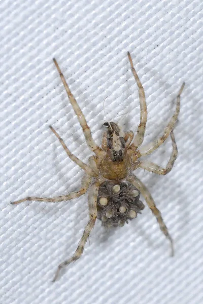 Arctosa Araignée Famille Des Lycosidae Araignée Isolée Sur Fond Blanc — Photo