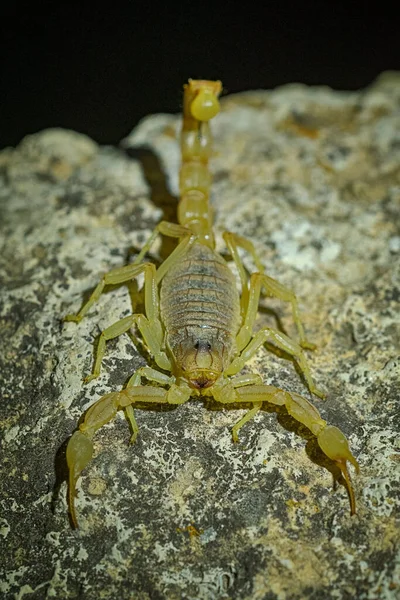 Buthus Montanus Scorpion Isolé Sur Fond Naturel — Photo