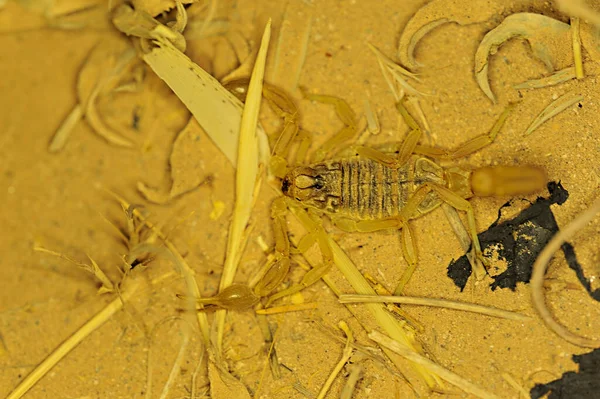 Buthus Montanus Scorpion Isolated Natural Background — Stock Photo, Image
