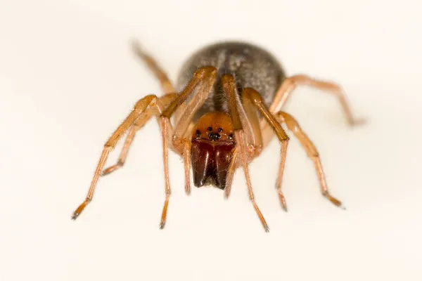 Cheiracanthium Cheiracanthiidae Örümcek Beyaz Bir Arkaplanda Izole Edilmiş — Stok fotoğraf