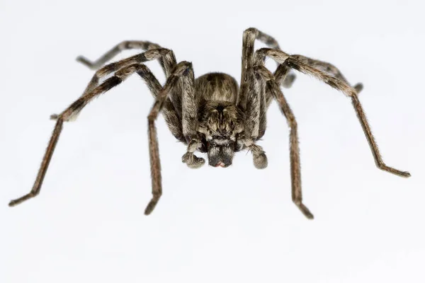 Eusparassus Dufouri Sparassidae Faj Spider Elszigetelt Fehér Alapon — Stock Fotó