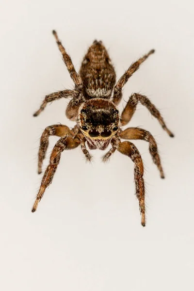 Aranha Evarcha Jucunda Família Salticidae Aranha Isolada Sobre Fundo Branco — Fotografia de Stock