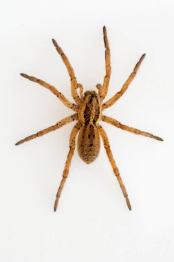 Hogna Ferox örümceği. Lycosidae familyası. Örümcek beyaz bir arkaplanda izole edilmiş
