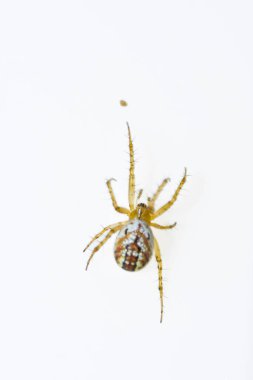 Mangora acalypha. Araneidae familyası. Örümcek beyaz bir arkaplanda izole edilmiş