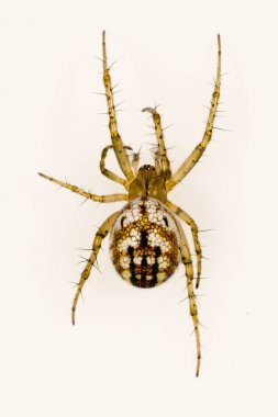 Mangora acalypha. Araneidae familyası. Örümcek beyaz bir arkaplanda izole edilmiş