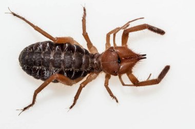 Deve örümceği olarak da adlandırılan solifüjler nispeten büyük bir örümcektir.