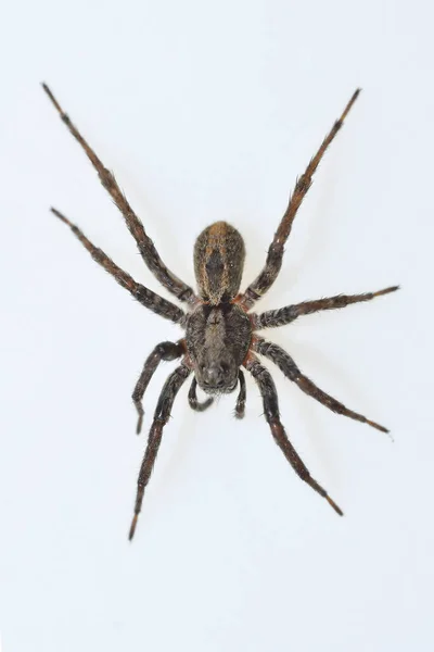 アロコソサsp.クモ。家族Lycosidae 。白い背景に隔離されたクモ — ストック写真