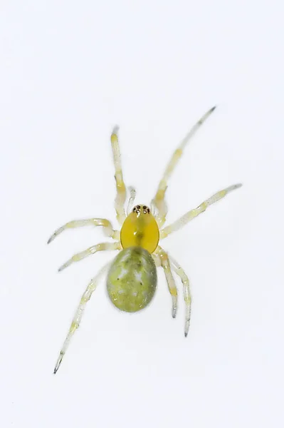 Araniella sp pók. Lycosidae család. Spider elszigetelt fehér alapon — Stock Fotó