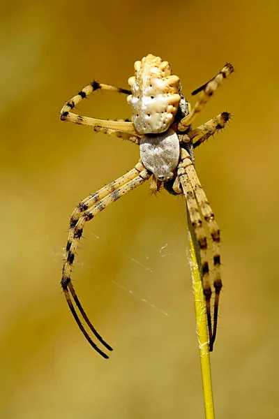Argiope lobata. Spider elszigetelt természetes háttér — Stock Fotó