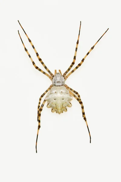 Argiope lobata. Spider isolated on a natural background — Stock Photo, Image