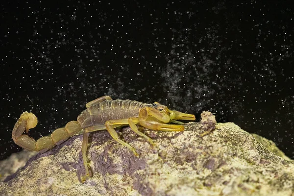 Buthus montanus. Escorpião isolado em um fundo natural — Fotografia de Stock