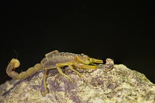 Buthus montanus. Akrep doğal bir arkaplanda izole edilmiş. — Stok fotoğraf