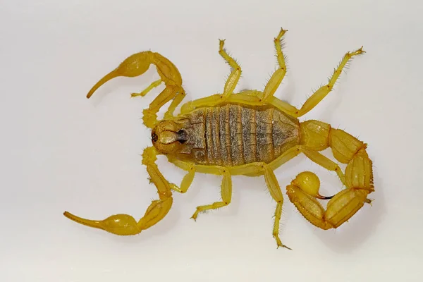 Buthus montanus. Escorpião isolado em um fundo branco — Fotografia de Stock