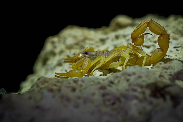 Buthus montanus. Skorpion isoliert auf natürlichem Hintergrund — Stockfoto