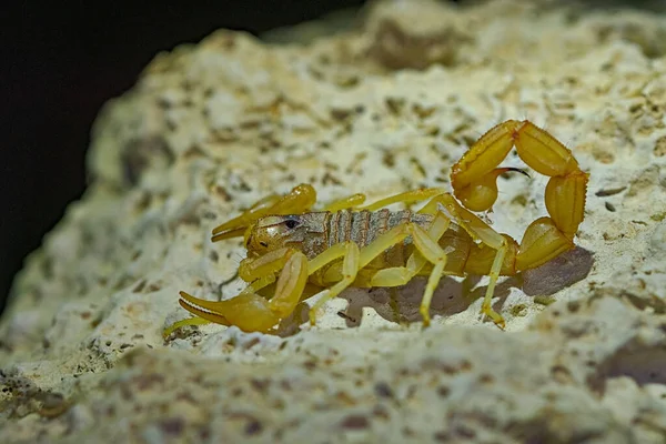 Buthus montanus. Skorpion isoliert auf natürlichem Hintergrund — Stockfoto