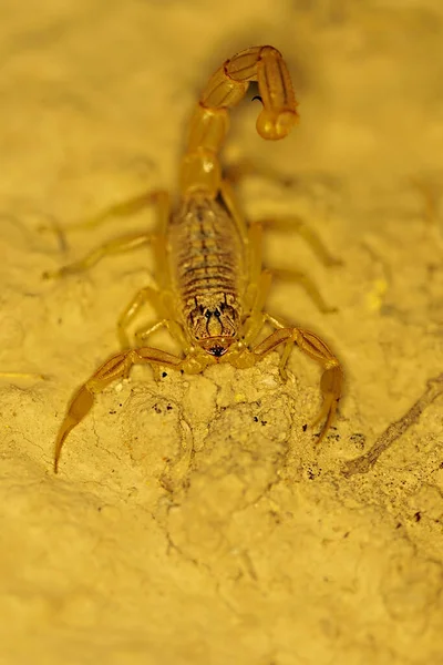 Buthus montanus. Escorpião isolado em um fundo natural — Fotografia de Stock