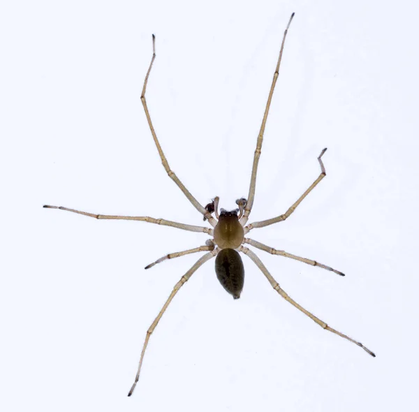 Cheiracanthium sp. - Cheiracanthiidae. Spider geïsoleerd op een witte achtergrond. — Stockfoto