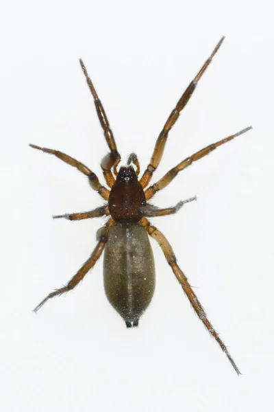 Drassodes sp. Une araignée. Famille des Gnaphosidae. Araignée isolée sur fond blanc — Photo