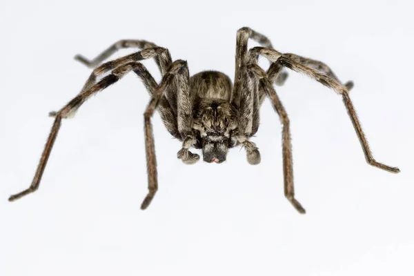 Eusparassus dufouri - Sparassidae faj. Spider elszigetelt fehér alapon — Stock Fotó