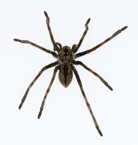 Eusparassus dufouri - Sparassidae (em inglês). Aranha isolada sobre um fundo branco — Fotografia de Stock