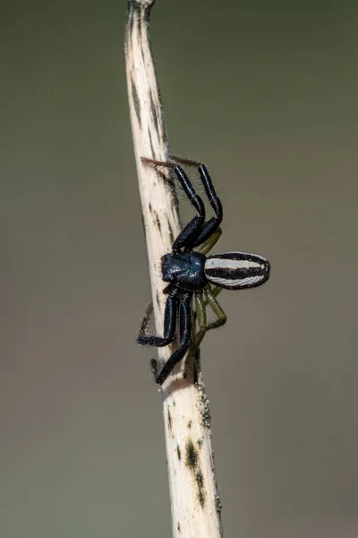 Firmicinus bivittatus - una especie de araña cangrejo del género Firmicus. — Foto de Stock