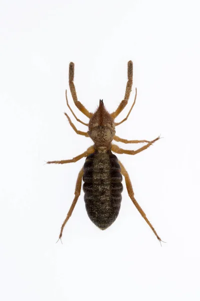 Gluvia dorsalis spin. Familie Daesiidae. Spider geïsoleerd op een witte achtergrond — Stockfoto