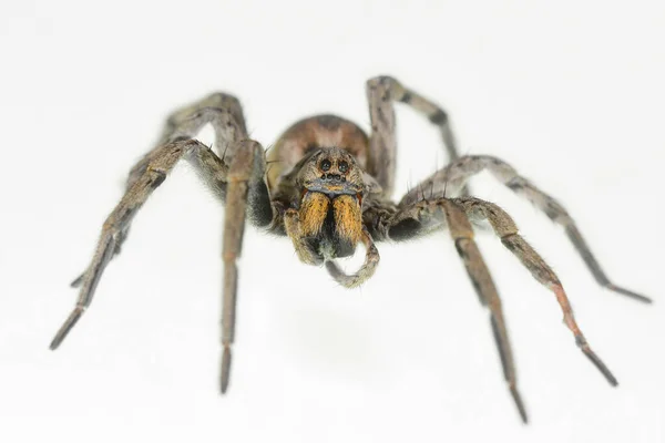 Araña Hogna radiata. Familia Lycosidae. Araña aislada sobre un fondo blanco —  Fotos de Stock