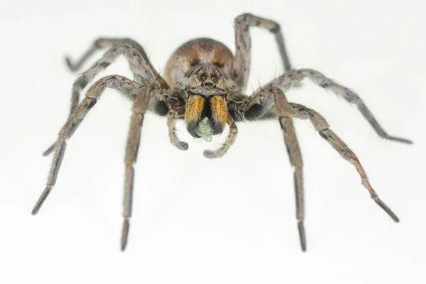 Araña Hogna radiata. Familia Lycosidae. Araña aislada sobre un fondo blanco —  Fotos de Stock