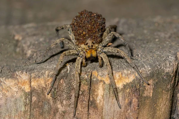ホグナ・ラジータ家。Lycosidae 。自然環境に隔離されたクモ. — ストック写真